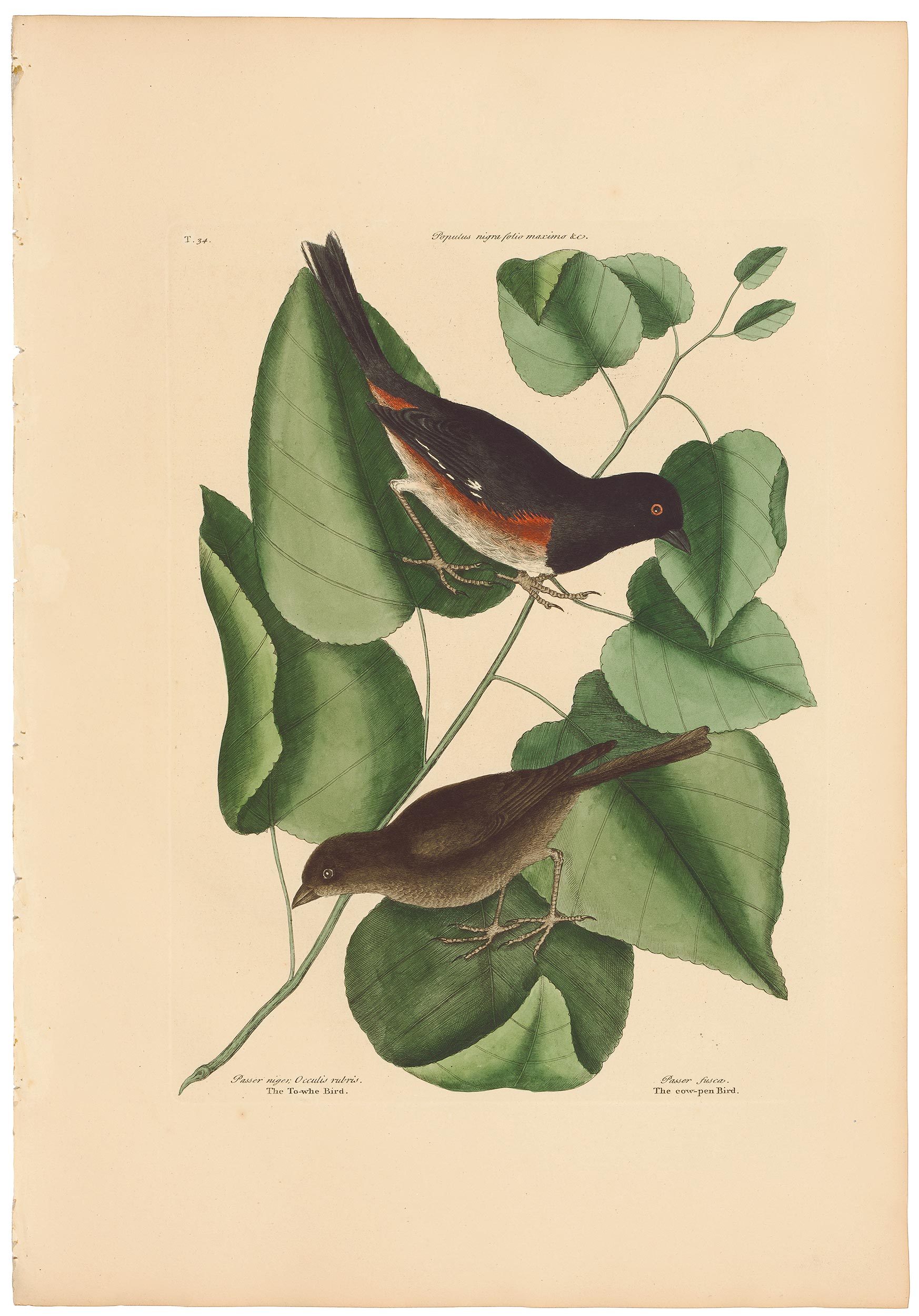Catesby 1771, Vol. 1 Pl. 34, The Towhe Bird