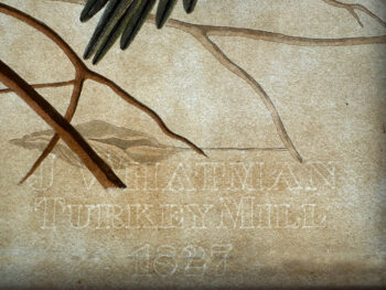 Audubon Havell Ed. Pl. 26 Carolina Parrot - J. Whatman Turkey Mill 1827 Watermark