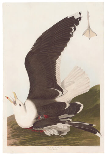 Havell Pl 241 Black-backed Gull