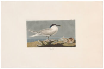 Audubon Havell Ed. Pl 279, Sandwich Tern
