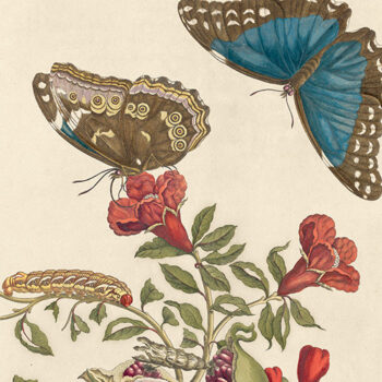 Metamorphosis Insectorum Surinamensium – Oppenheimer Kew Gardens Edition